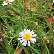 Image of Aster ovatus var. microcephalus (Miq.) Mot. Ito & A. Soejima