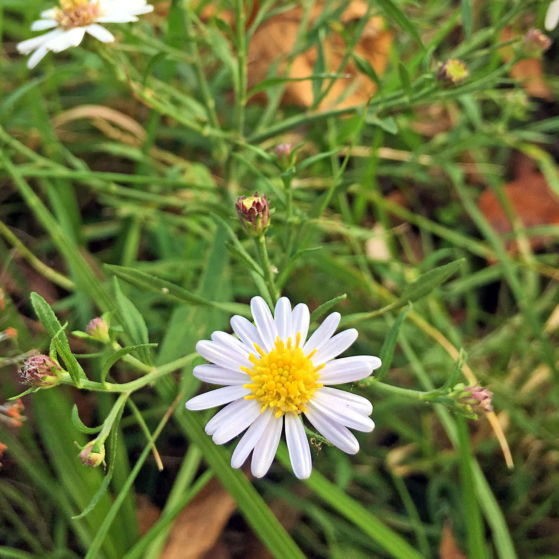 Imagem de Aster ovatus var. microcephalus (Miq.) Mot. Ito & A. Soejima