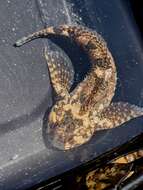 Image of Bald sculpin