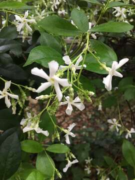 Plancia ëd Trachelospermum jasminoides (Lindl.) Lem.