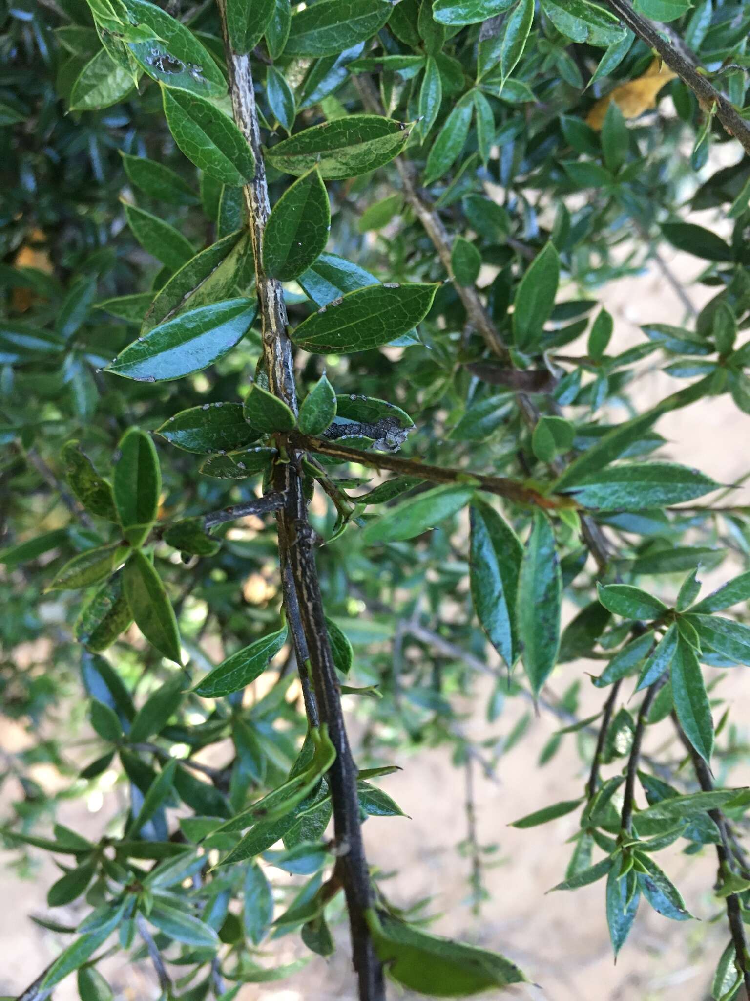 Sivun Diospyros aculeata H. Perrier kuva