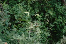 Image of Vicia tenuifolia subsp. elegans (Guss.) Nyman