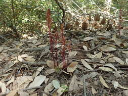 Image of Corallorhiza maculata var. maculata