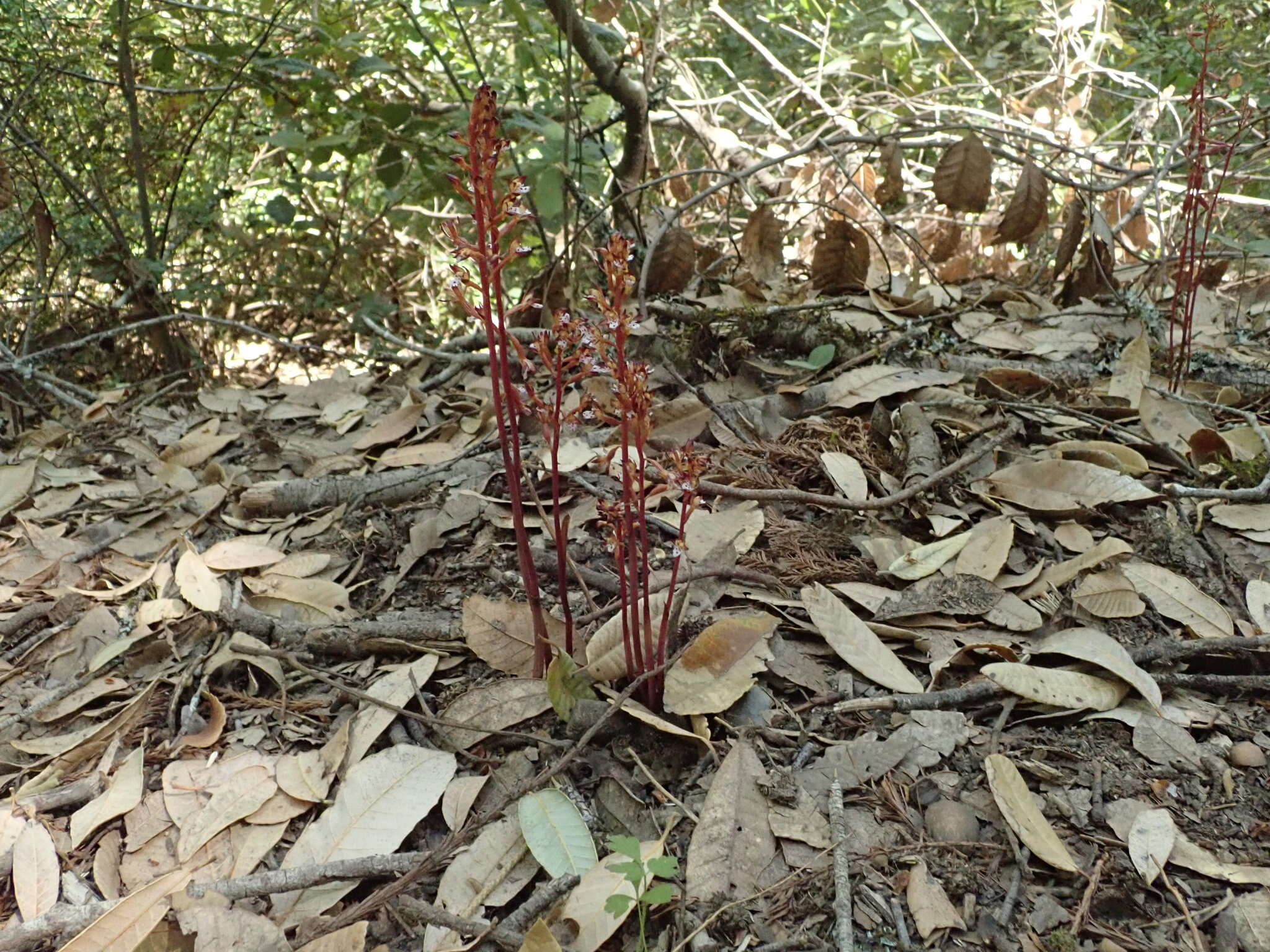 Image of Corallorhiza maculata var. maculata