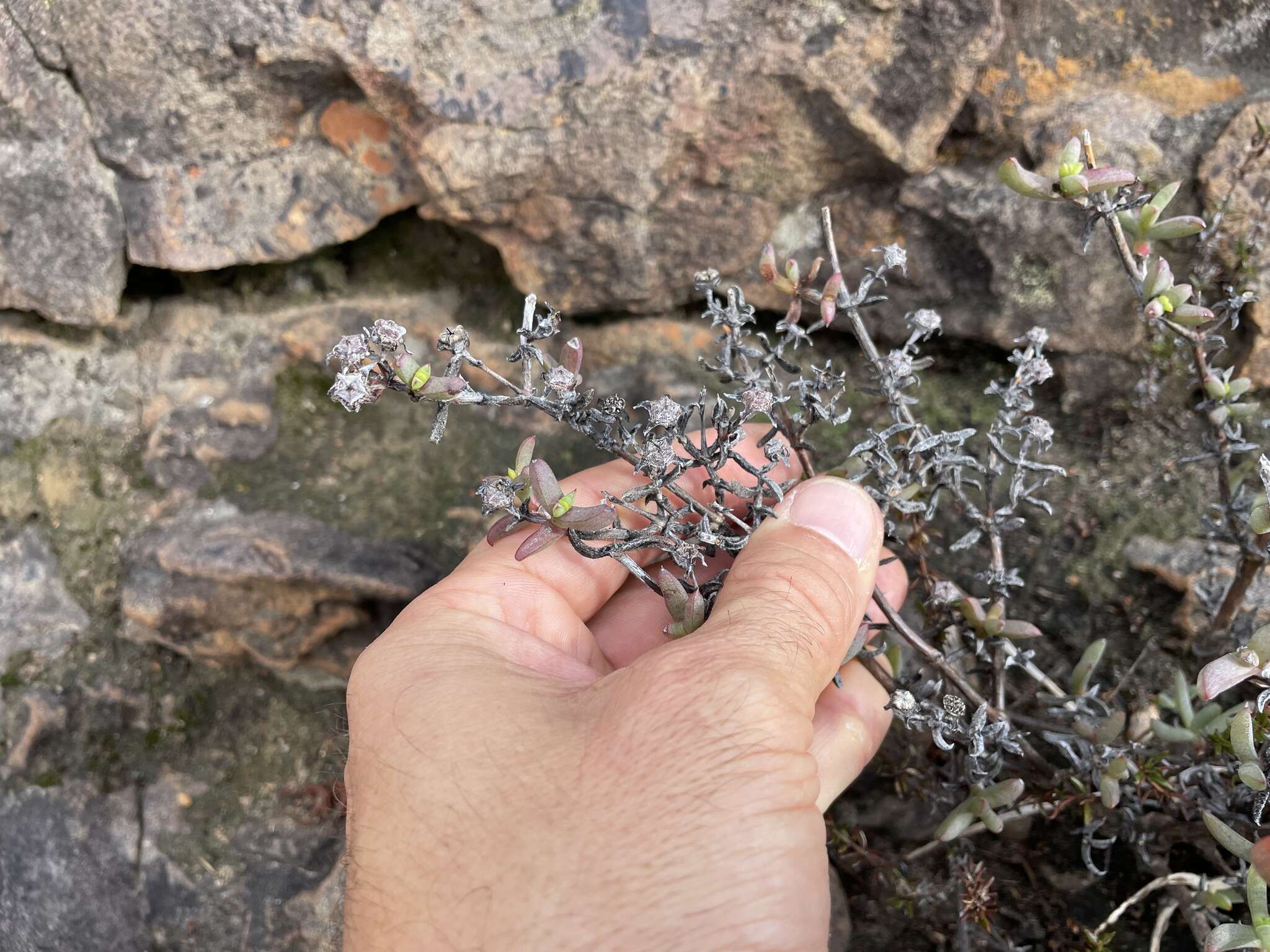 Image of Ruschia patens L. Bol.