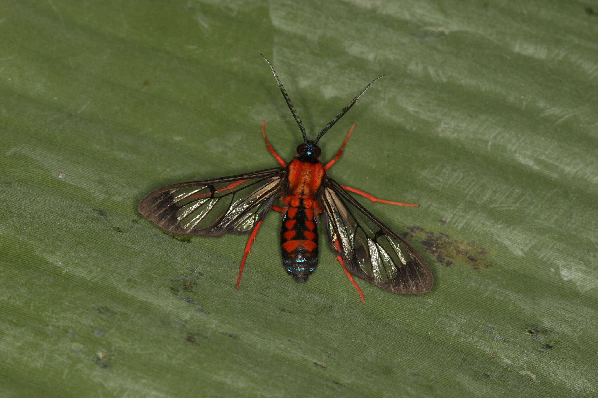 Image of Cosmosoma sectinota Hampson 1898