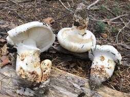 Image of White Matsutake