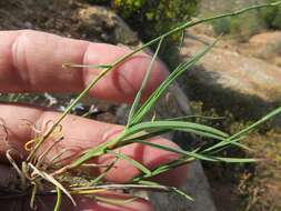 صورة Dianthus namaensis Schinz