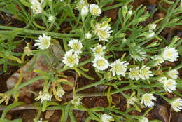 Image of Mesembryanthemum rapaceum Jacq.