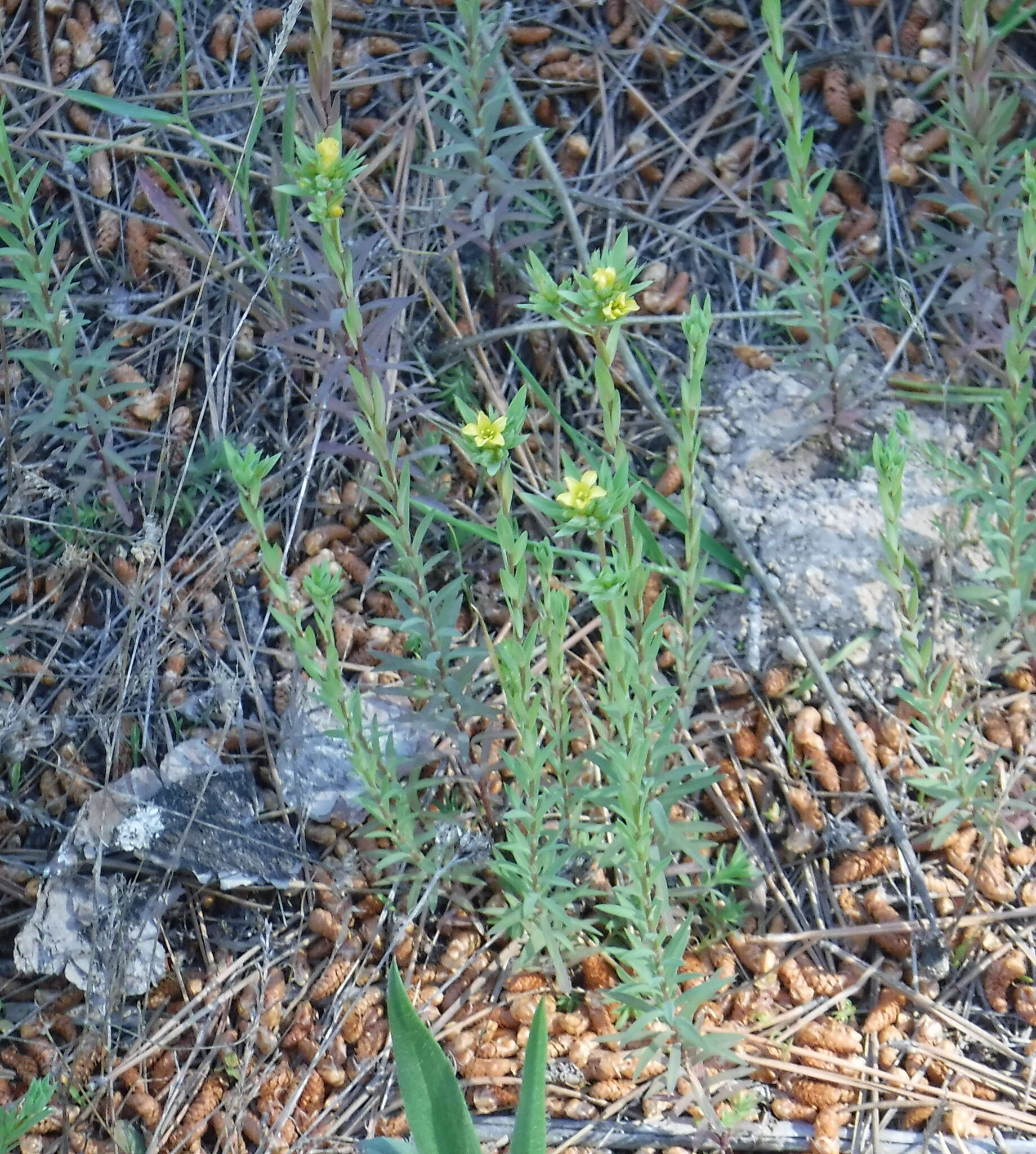 Слика од Linum strictum L.