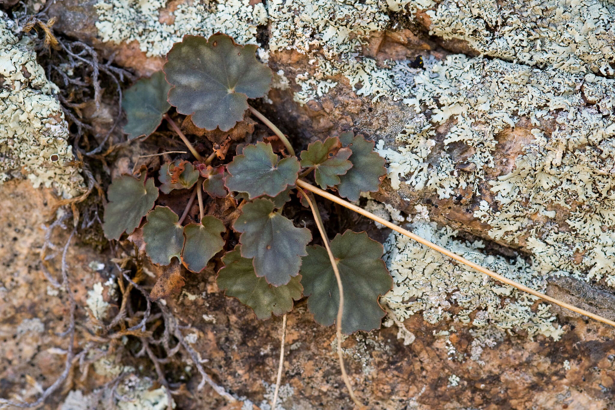 Image de Heuchera soltisii R. A. Folk & P. J. Alexander