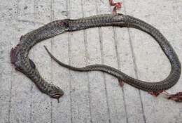 Image of Zoige Ratsnake