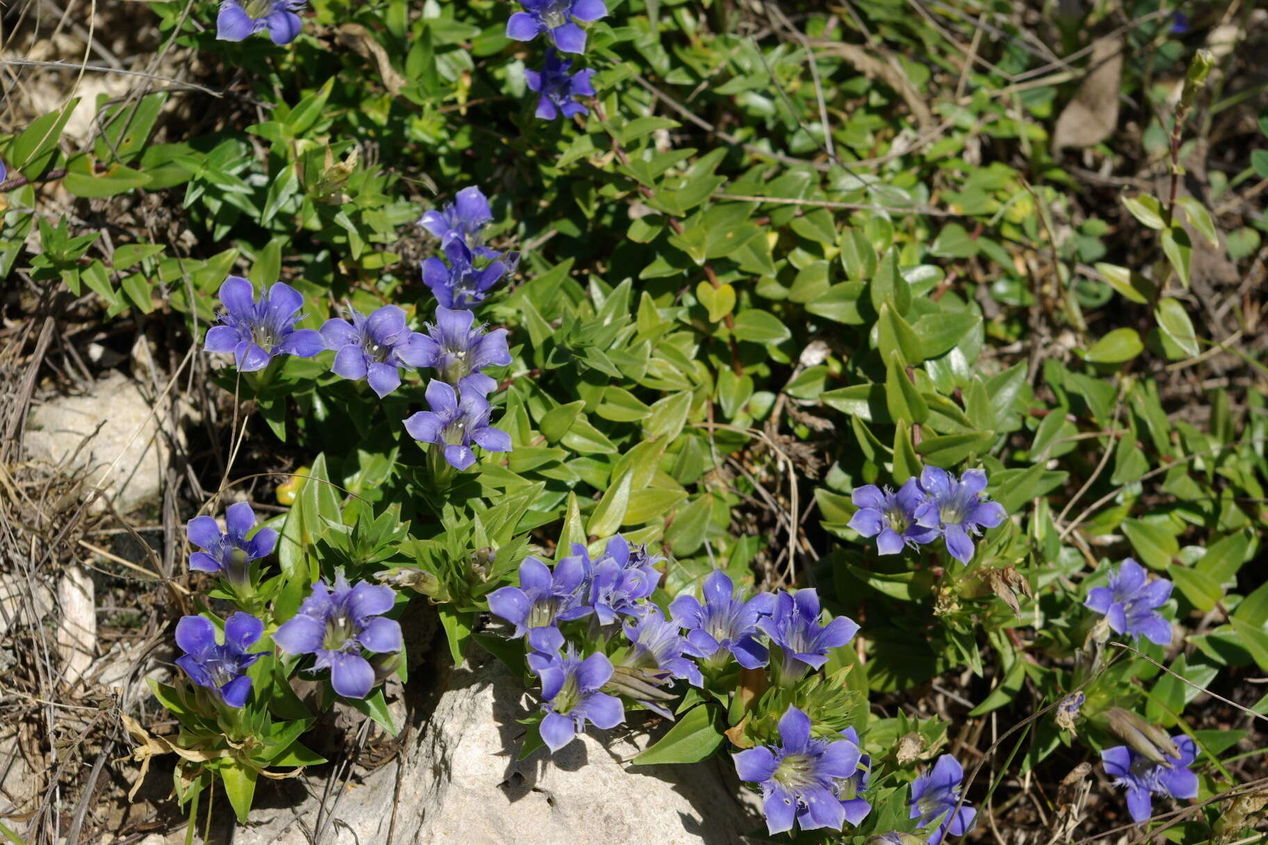 Image of Gentiana septemfida subsp. grossheimii (Doluch.) J. J. Halda