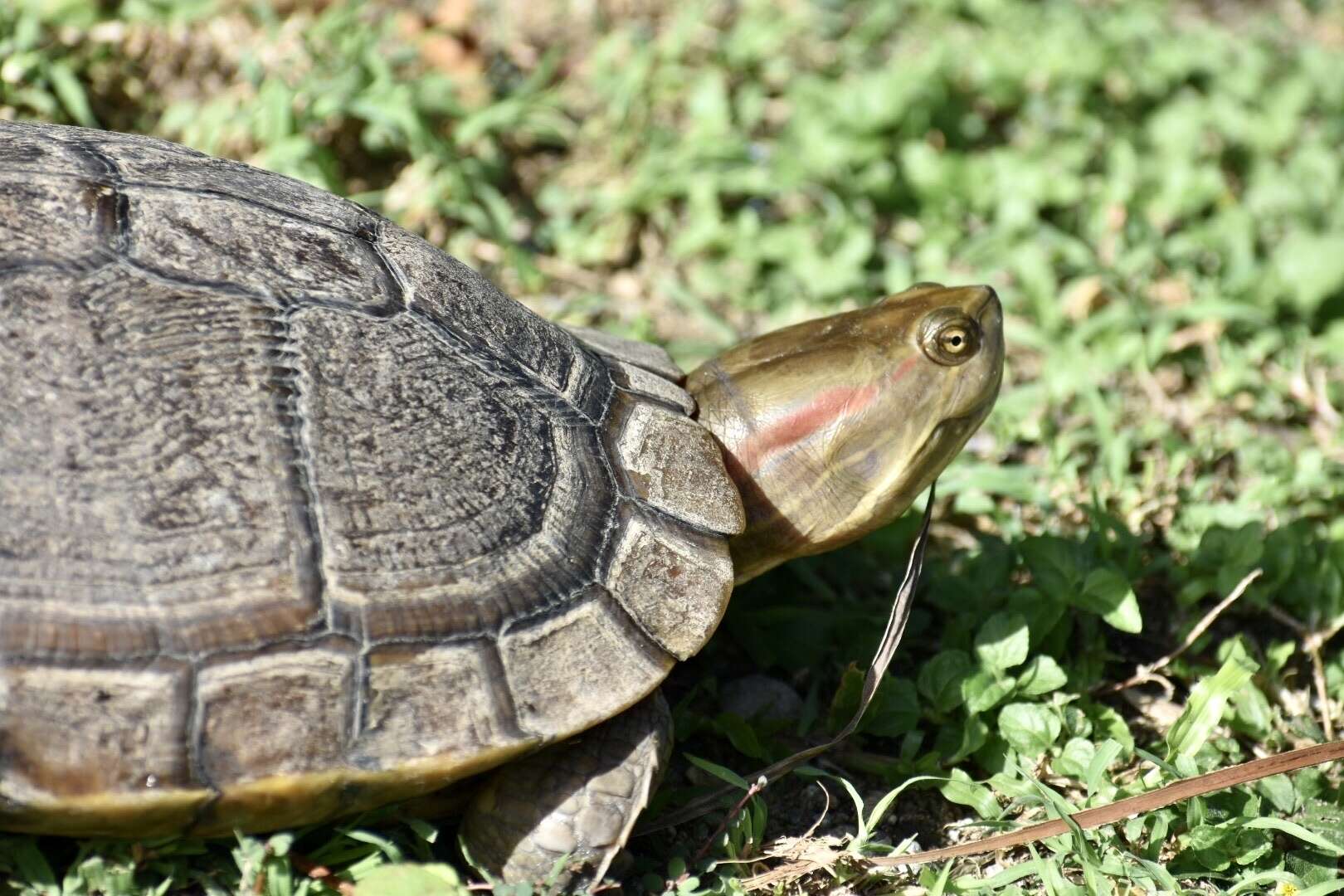 Image of Cuban slider