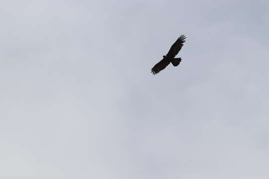 Image of Aquila chrysaetos canadensis (Linnaeus 1758)