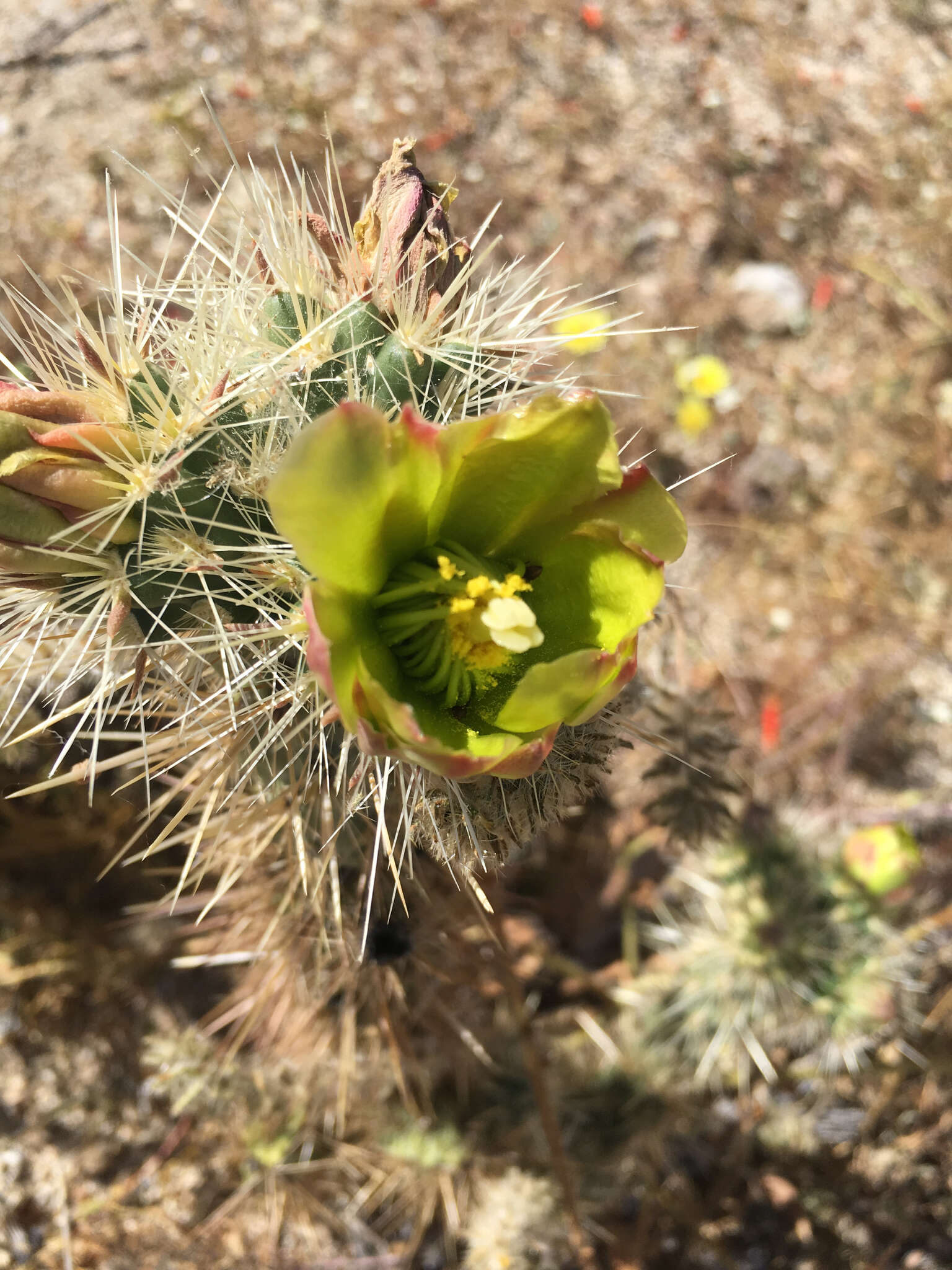 Image of Gander's buckhorn cholla