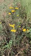 Image of Achillea micrantha Willd.