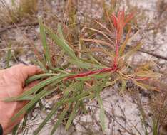 Image of Protea enervis Wild