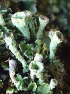 Image of Asahina's cup lichen