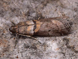 Acrobasis consociella Hübner resmi