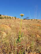 صورة Asclepias fallax (Schltr.) Schltr.