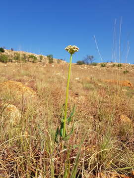 صورة Asclepias fallax (Schltr.) Schltr.