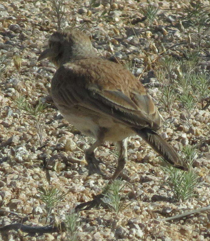 Image of Certhilauda subcoronata bradshawi (Sharpe 1904)