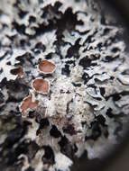 Image of shield lichen