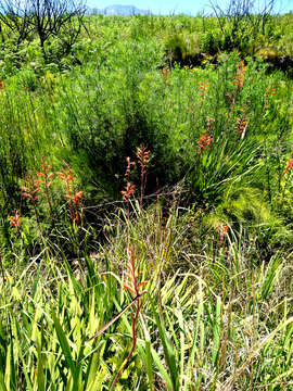 Imagem de Watsonia angusta Ker Gawl.