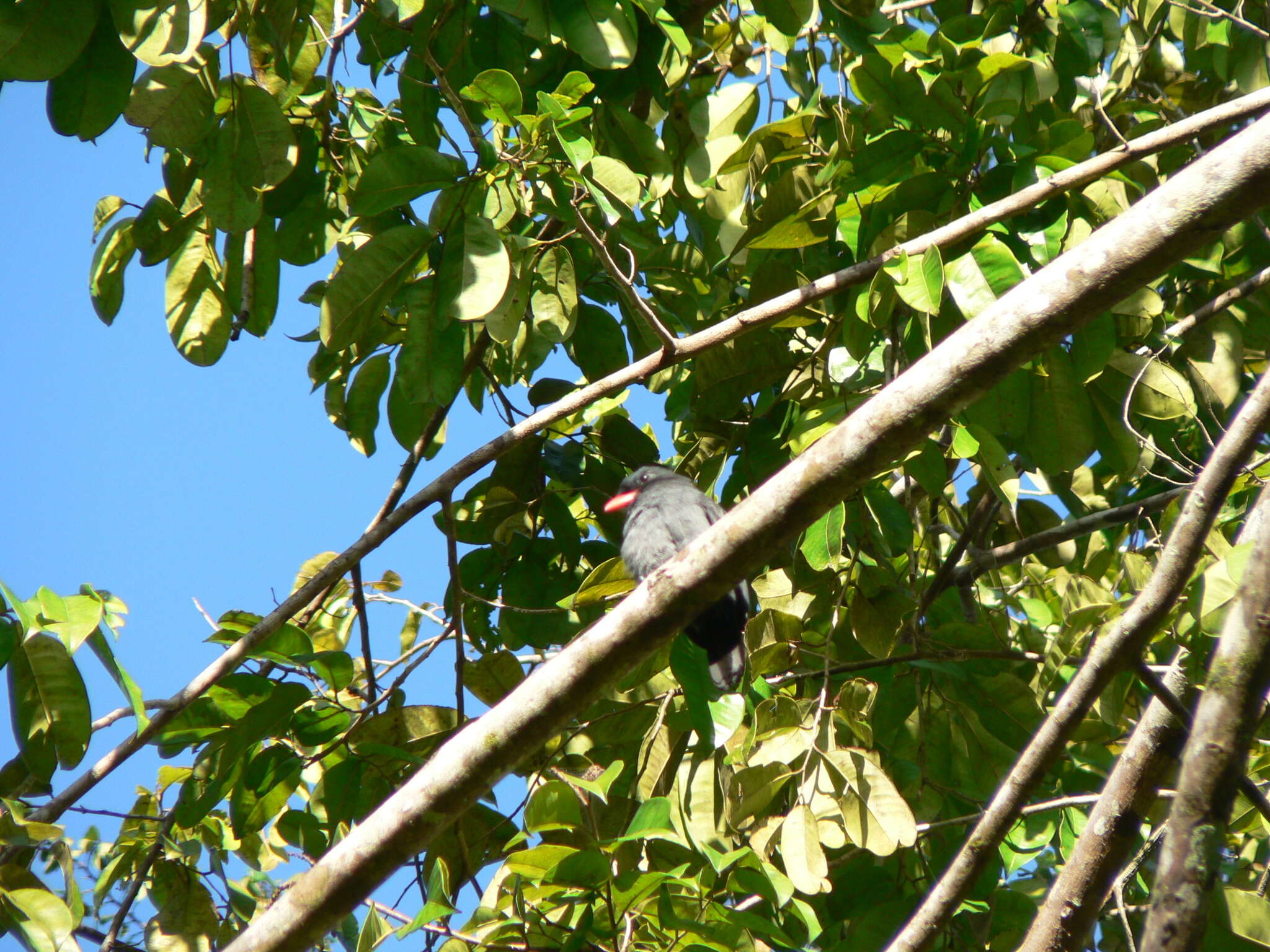 Image of Black Nunbird