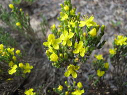 Image of woolly beachheather