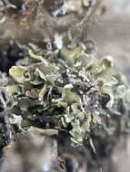 Imagem de Cladonia robbinsii A. Evans