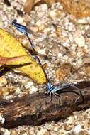 Image of Argia oculata Hagen ex Selys 1865