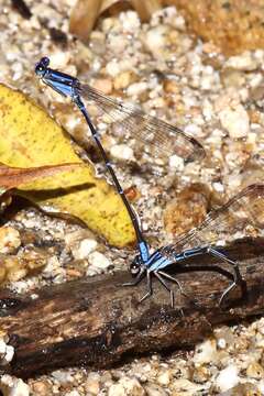 Image of Argia oculata Hagen ex Selys 1865