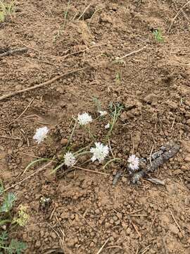 Image of Cuddy Mountain onion