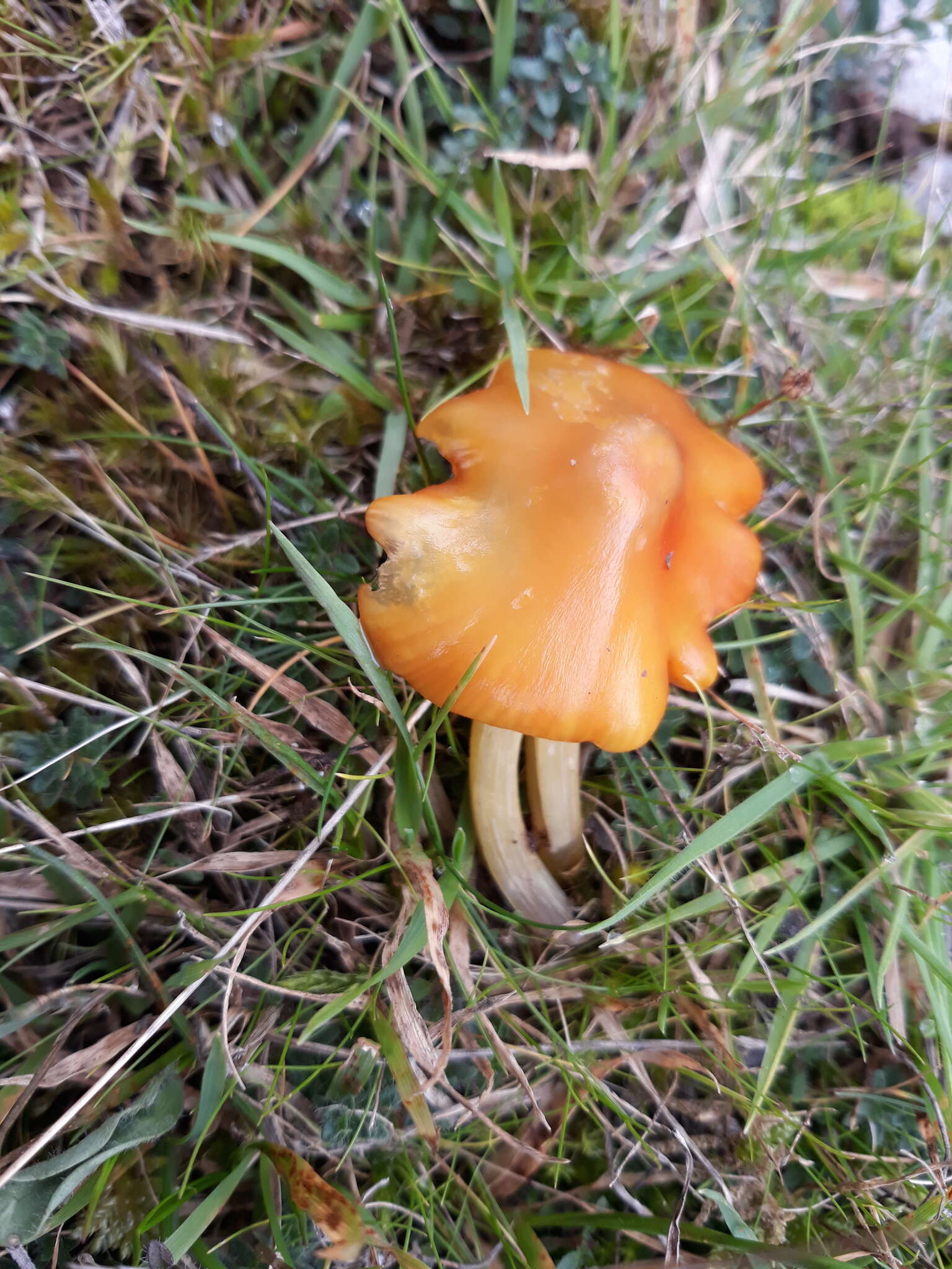 Слика од Hygrocybe aurantiosplendens R. Haller Aar. 1954