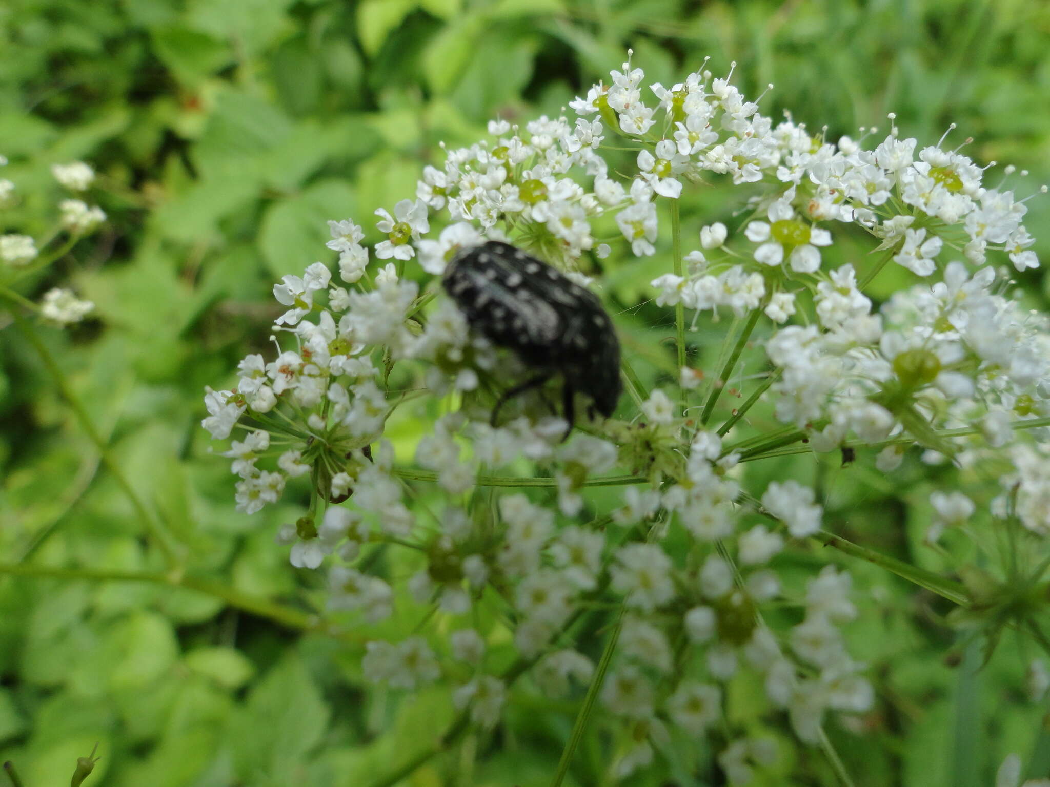 Image of Oxythyrea funesta (Poda 1761)