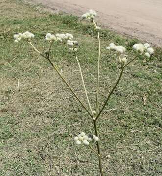 Image de Eryngium elegans Cham. & Schltdl.