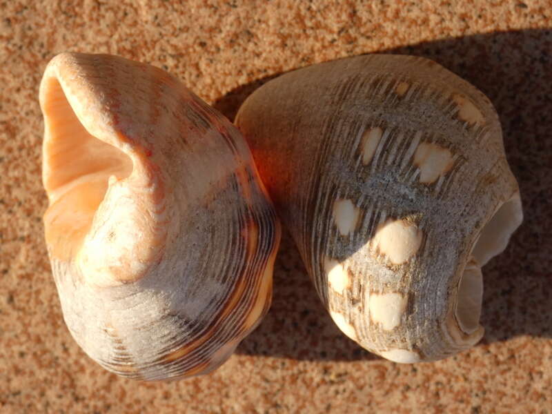 Image of Florida Rock Shell