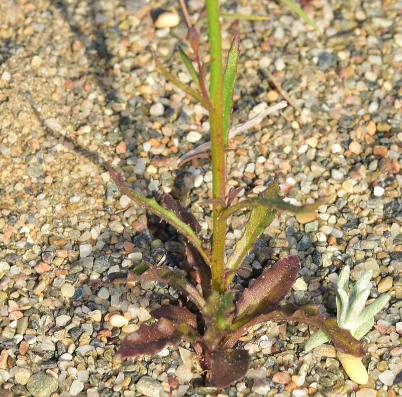 Image of Wahlenbergia lobelioides subsp. nutabunda (Guss.) Murb.