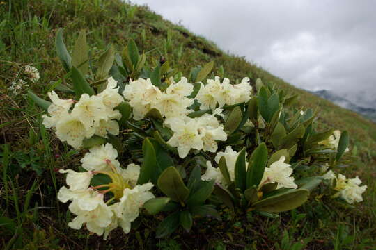 صورة Rhododendron caucasicum Pall.