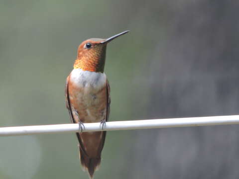 Image de Colibri roux