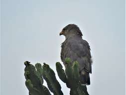 Image of Banded Snake-Eagle