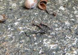 Cylindera (Ifasina) kaleea angulimaculata (Mandl 1955) resmi