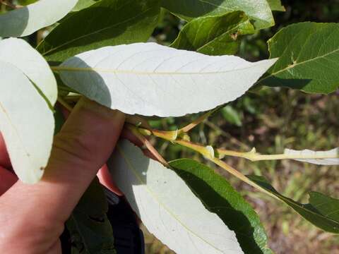 صورة Salix hookeriana Barratt