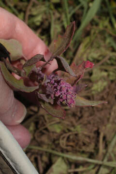 Image of quinoa