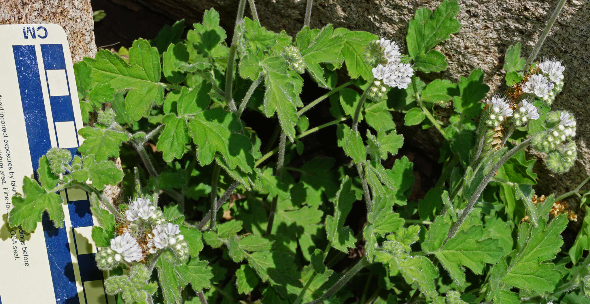 Phacelia rupestris Greene的圖片