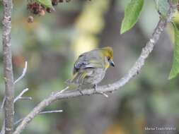 Image of Red-headed Tanager