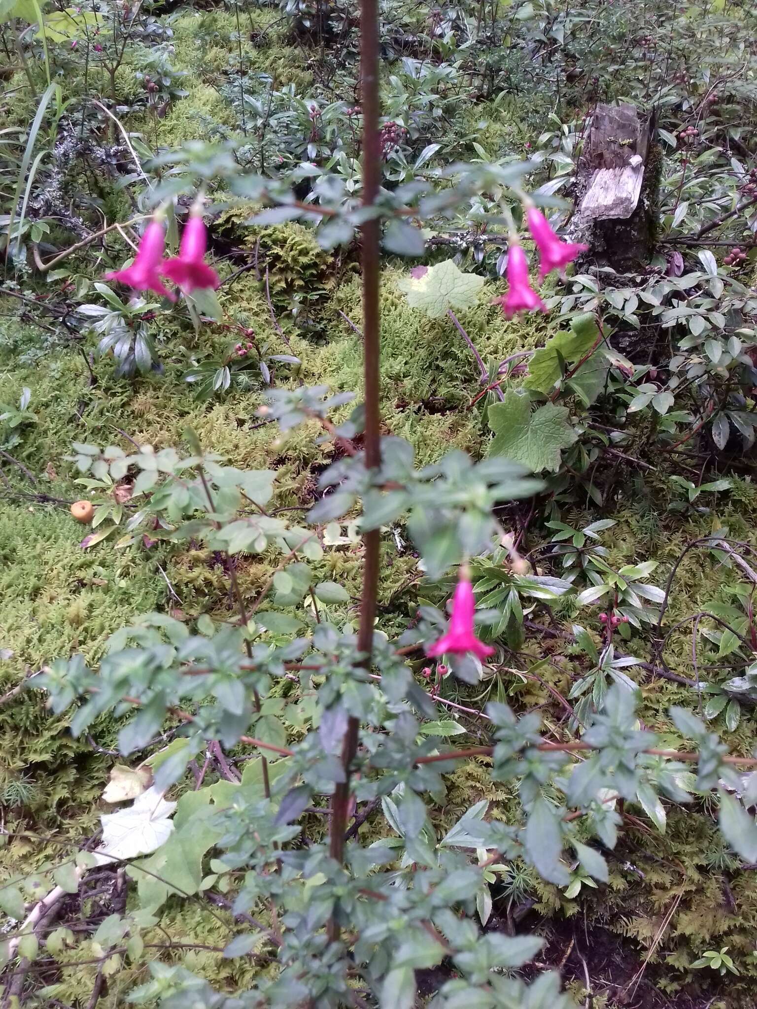 Image of Fuchsia thymifolia Kunth