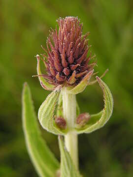 Image of <i>Coleus kirkii</i>